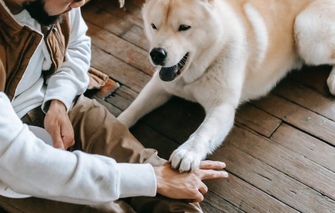Unleash The Power Of Animal Therapy For Improved Mental Health