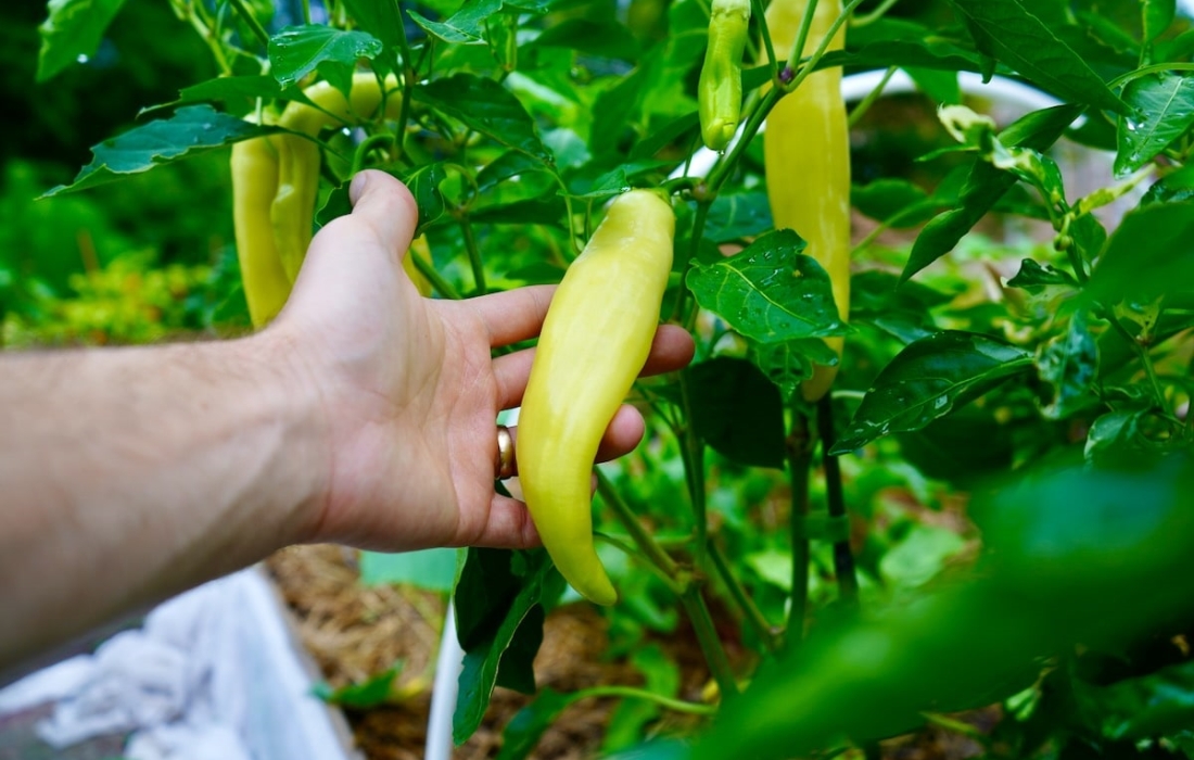 Eight Incredible Options In Seedlings
