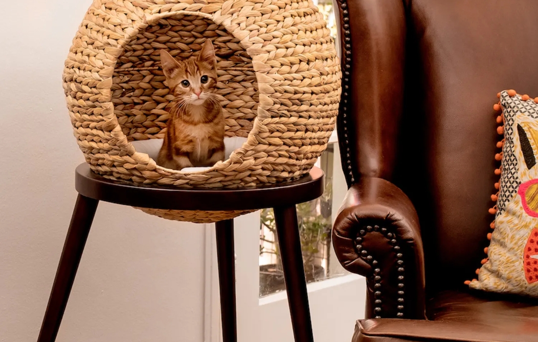 What Are The Top 10 Cat Furniture & Extras You Require?